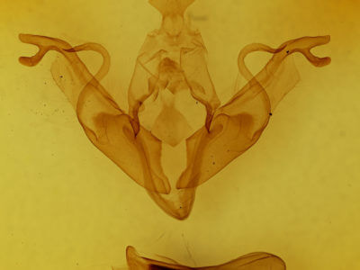 genitalia view of adult Xylena thoracica