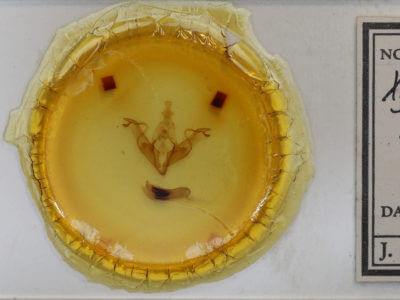 slide view of adult Xylena thoracica