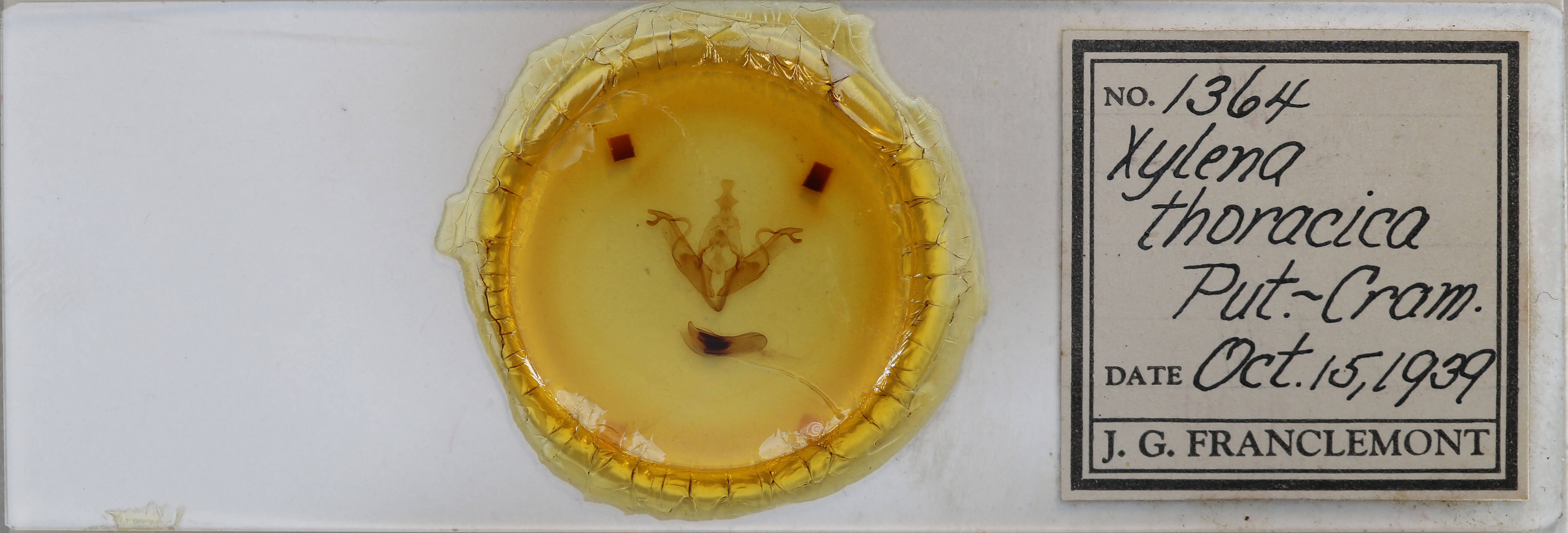 slide view of adult Xylena thoracica