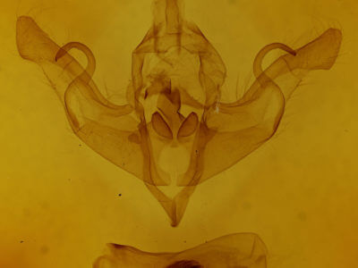 genitalia view of adult Xylena vestusta