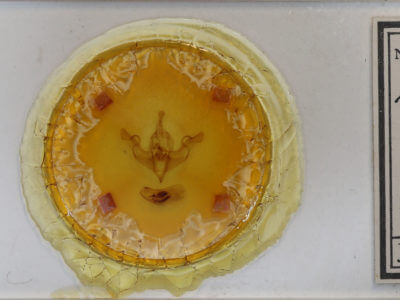 slide view of adult Xylena vestusta