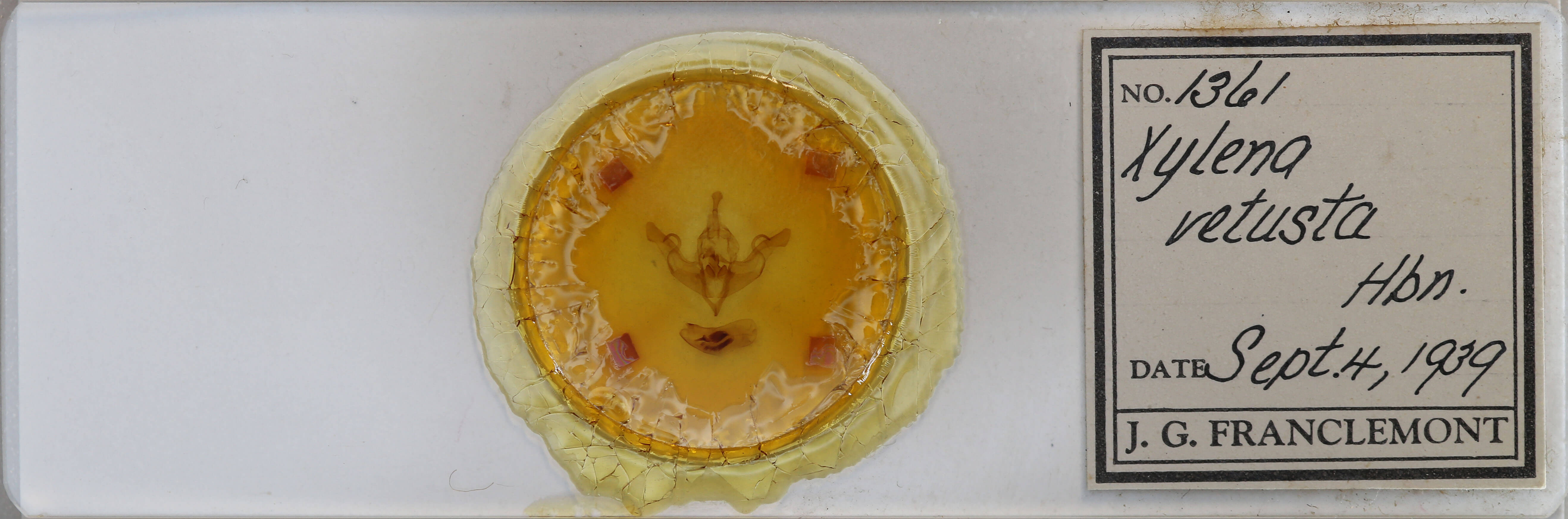 slide view of adult Xylena vestusta