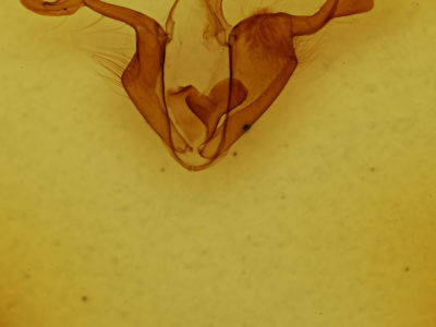 genitalia view of adult Zale declarans