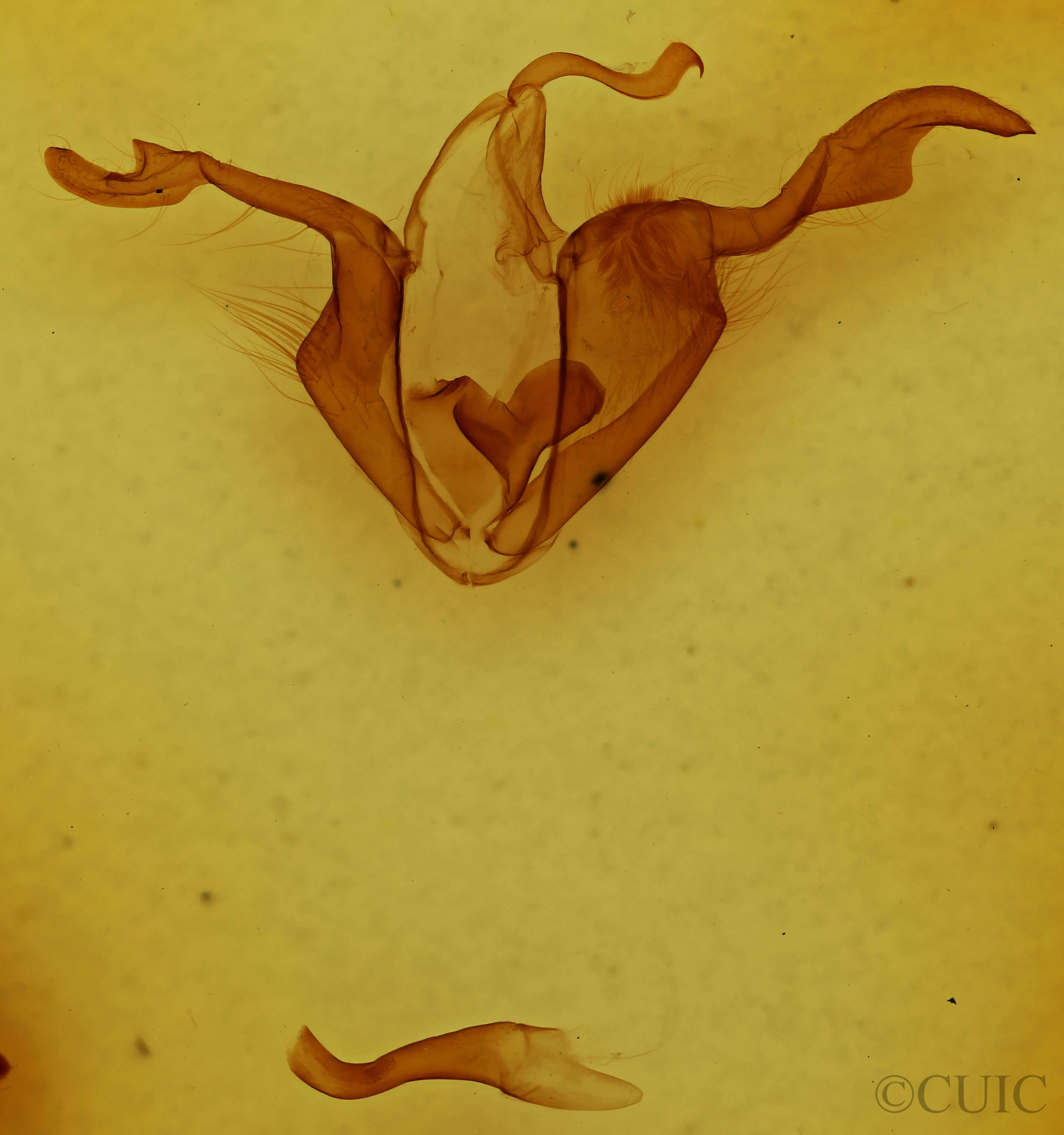 genitalia view of adult Zale declarans