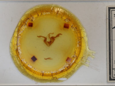 slide view of adult Zale declarans