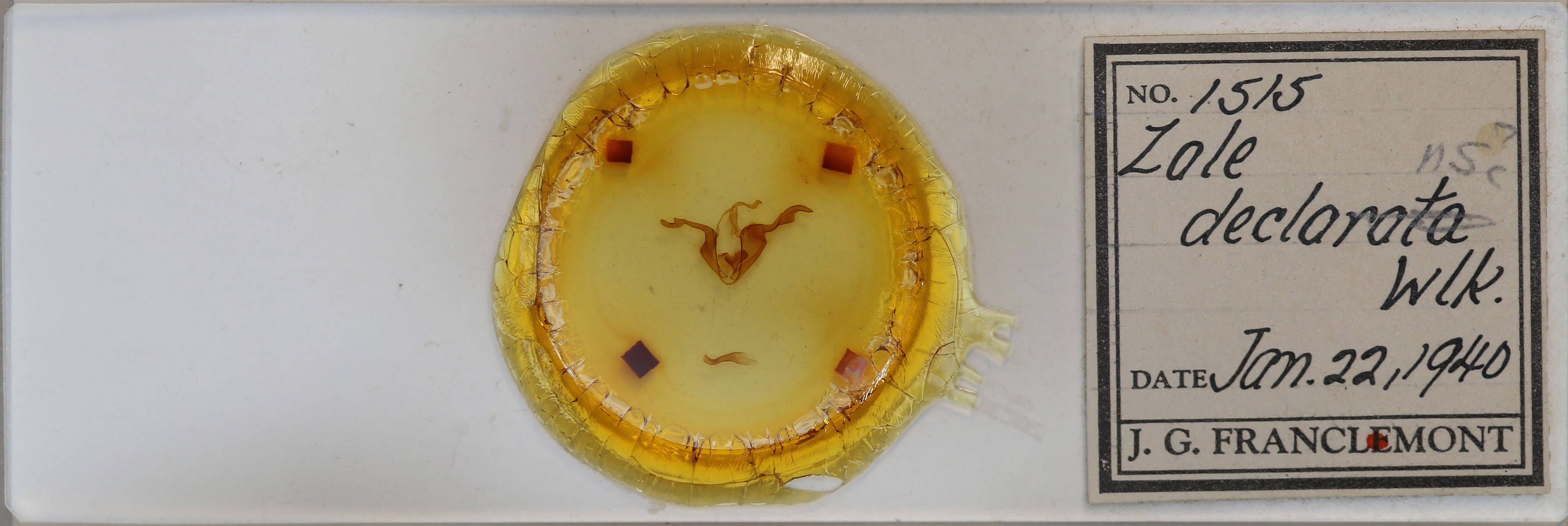 slide view of adult Zale declarans