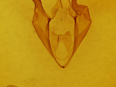 genitalia view of adult Zale galbanata