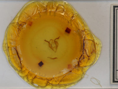 slide view of adult Zale galbanata