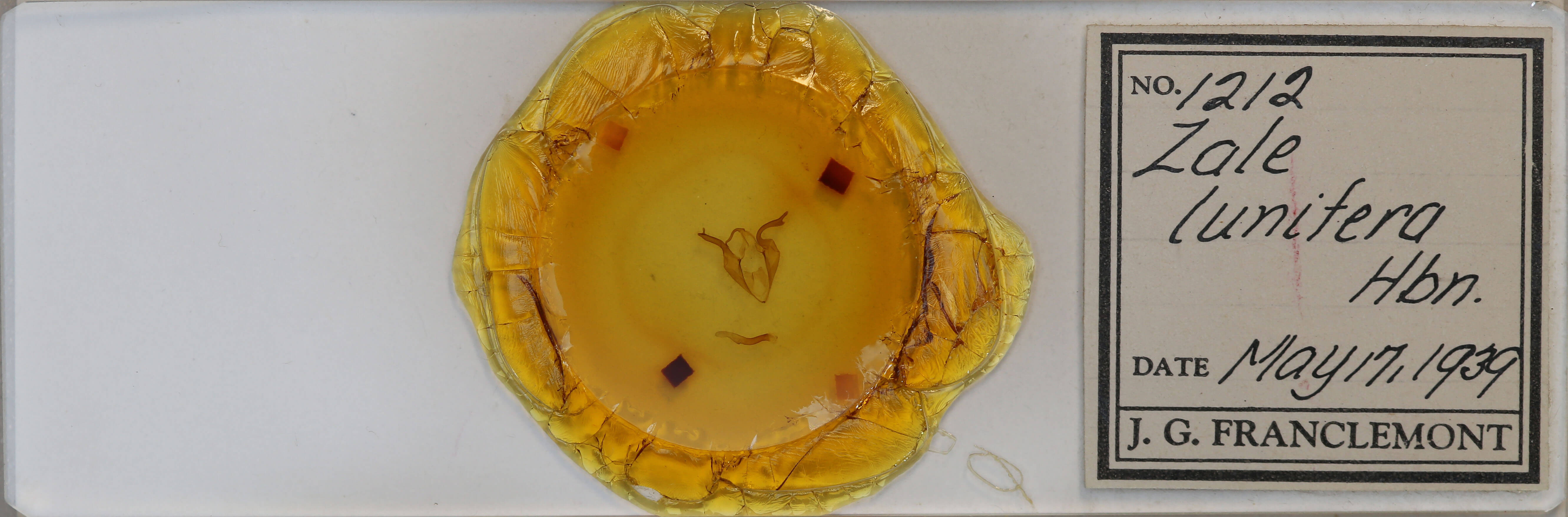 slide view of adult Zale galbanata