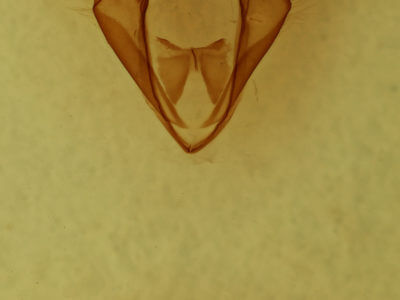 genitalia view of adult Zale galbanata