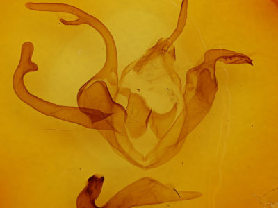 genitalia view of adult Zale insuda