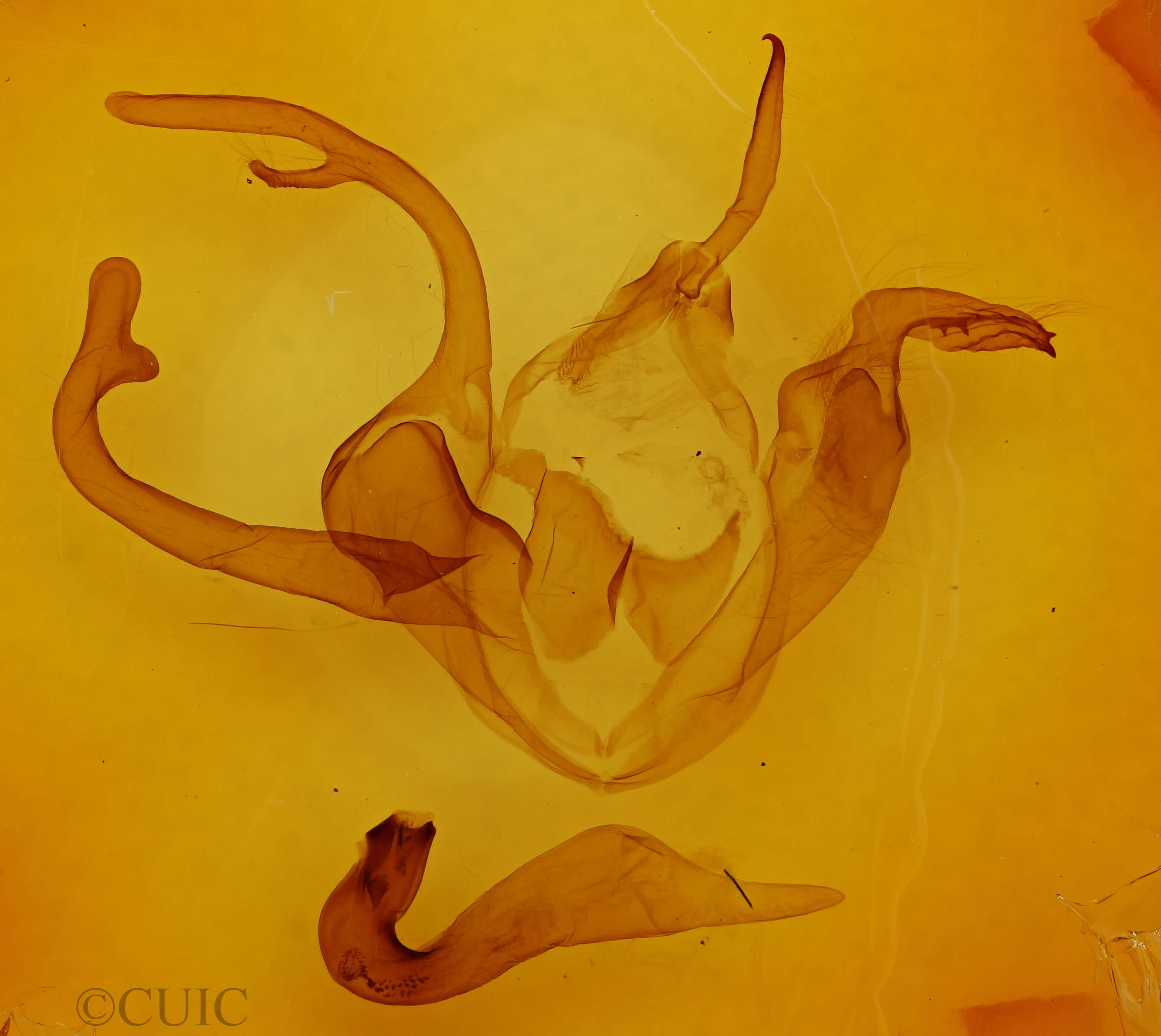 genitalia view of adult Zale insuda