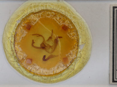 slide view of adult Zale insuda