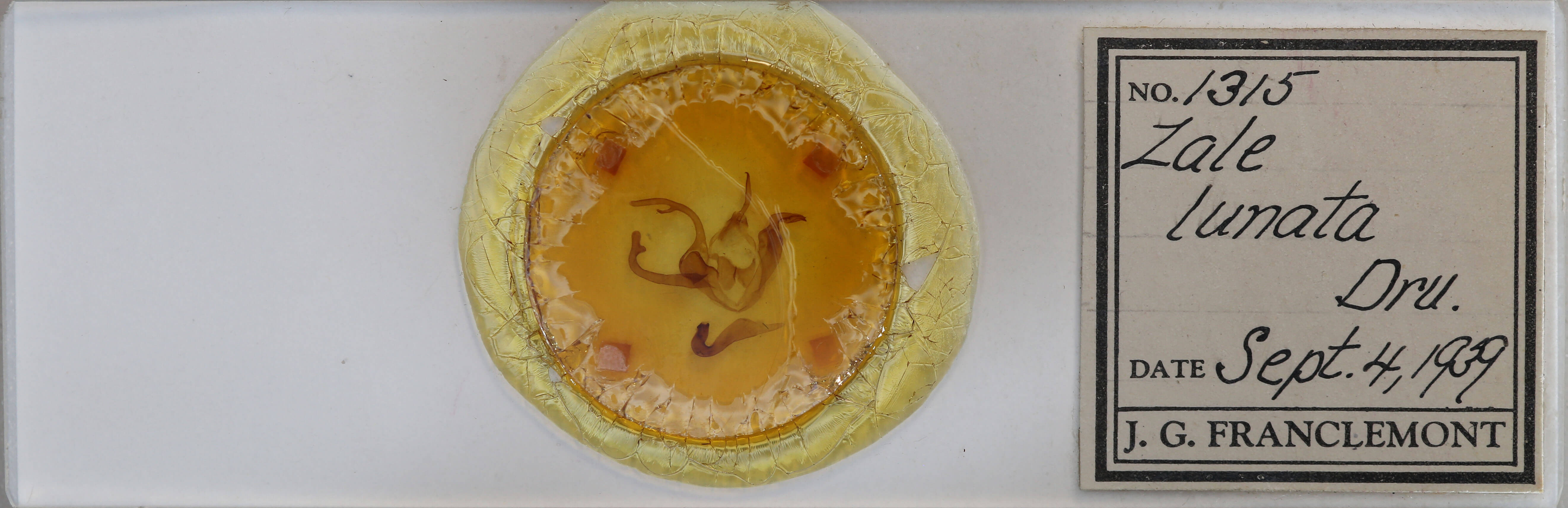 slide view of adult Zale insuda