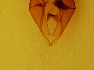 genitalia view of adult Zale metatoides
