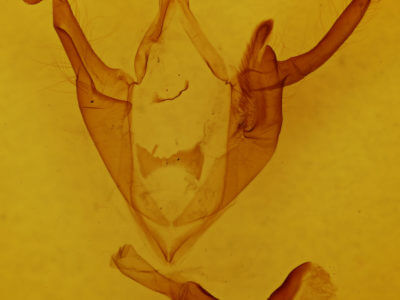 genitalia view of adult Zale minerea