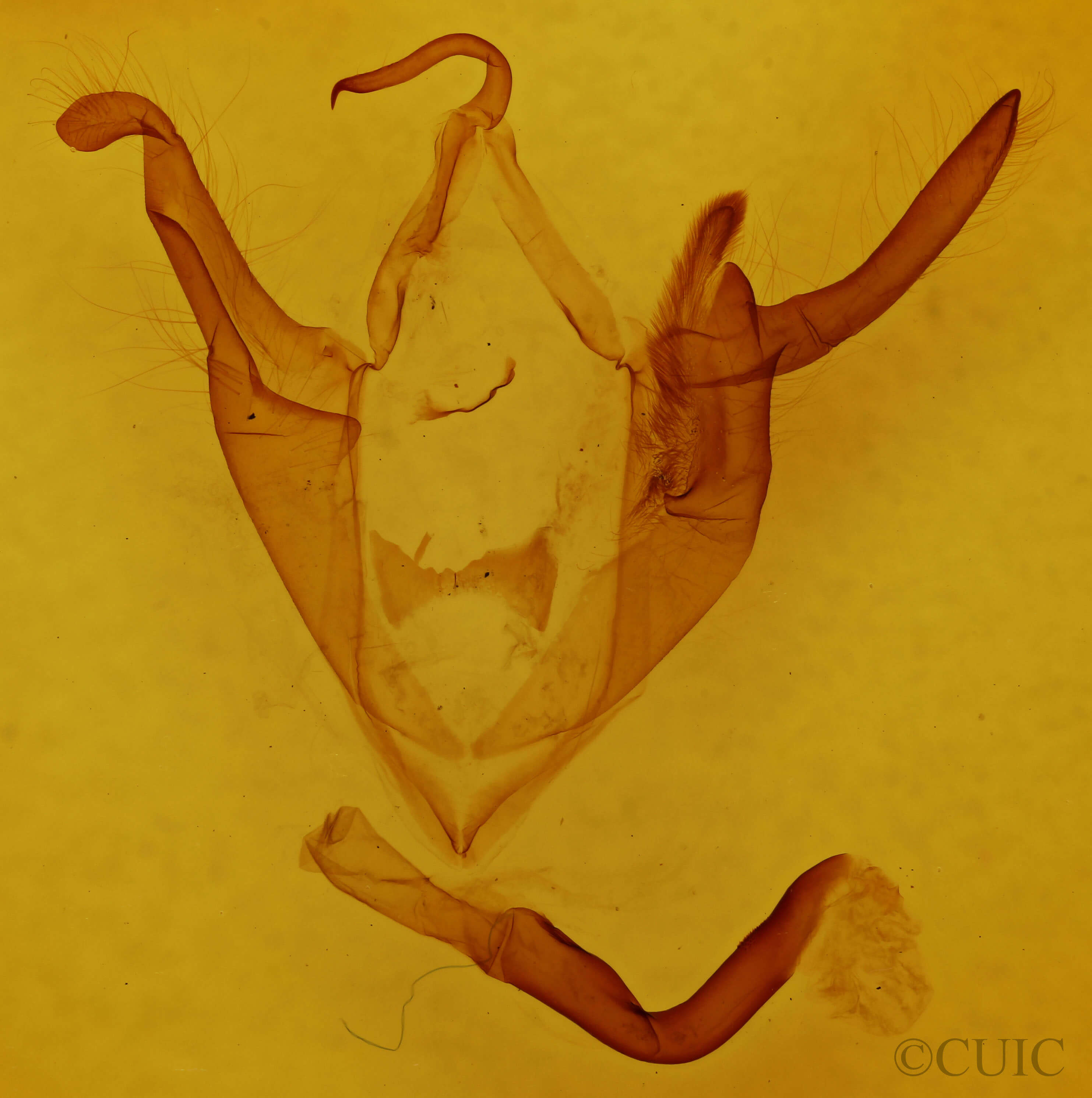 genitalia view of adult Zale minerea