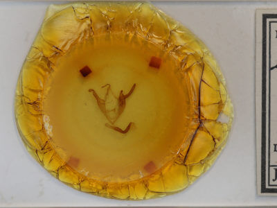 slide view of adult Zale minerea