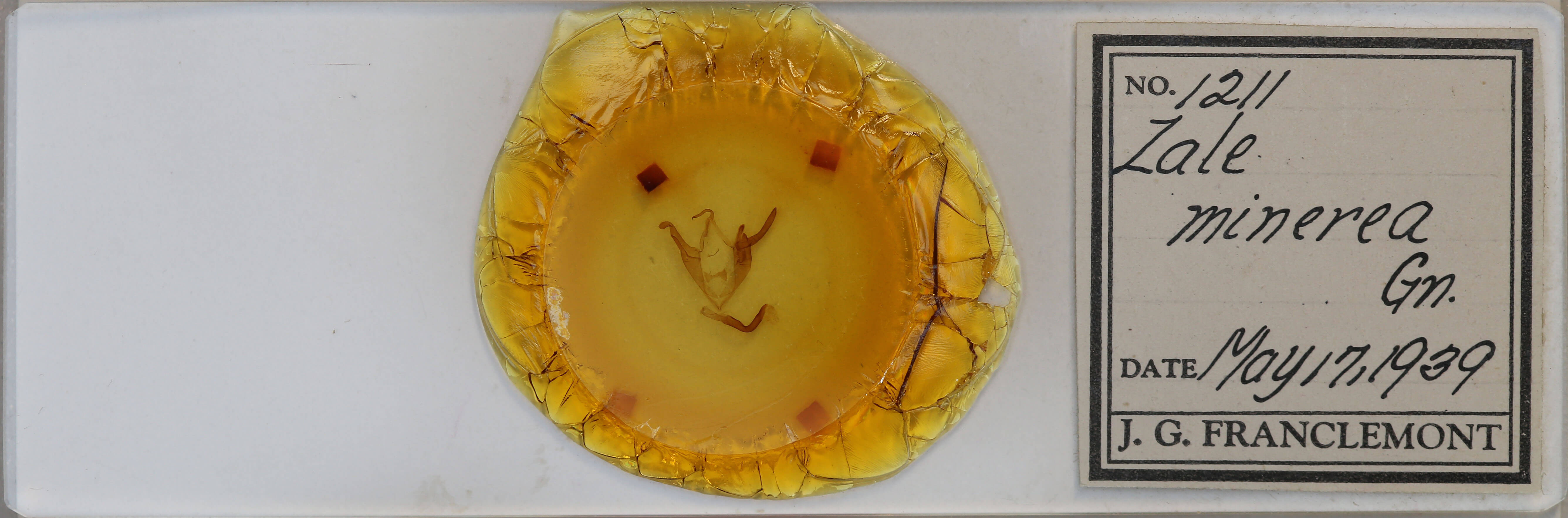 slide view of adult Zale minerea