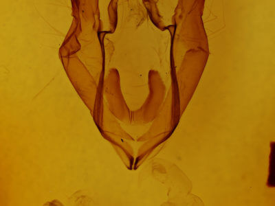 genitalia view of adult Zale unilineata