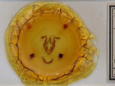 slide view of adult Zale unilineata