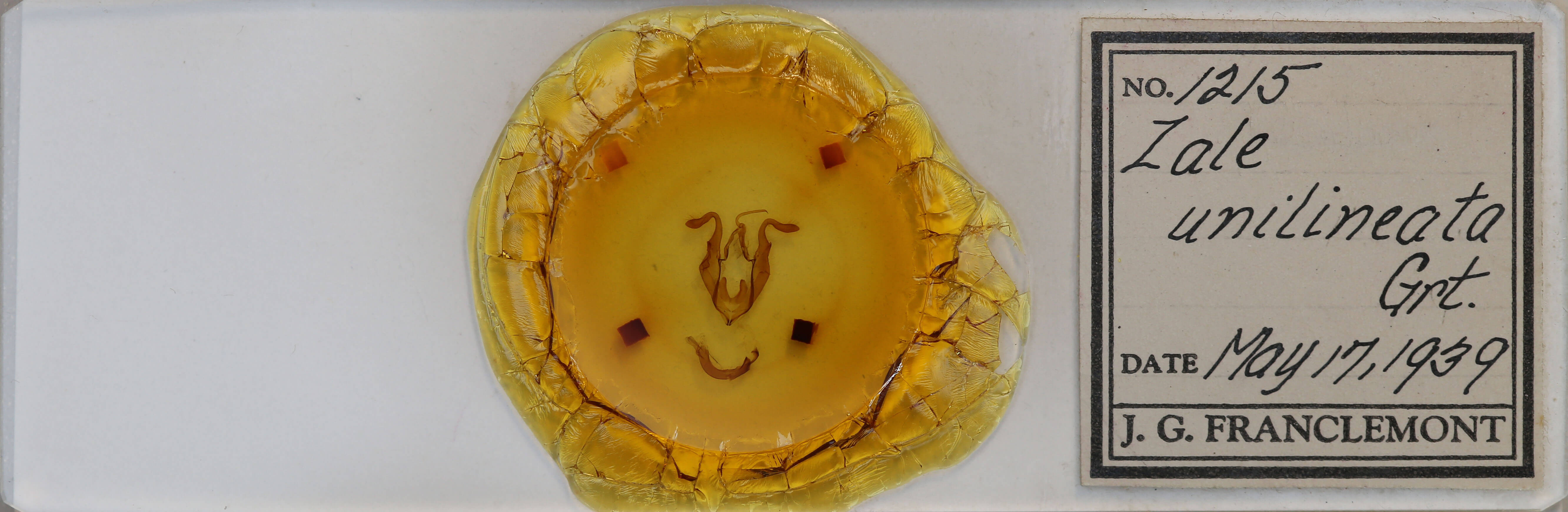 slide view of adult Zale unilineata