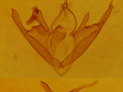genitalia view of adult Zaleops umbrina