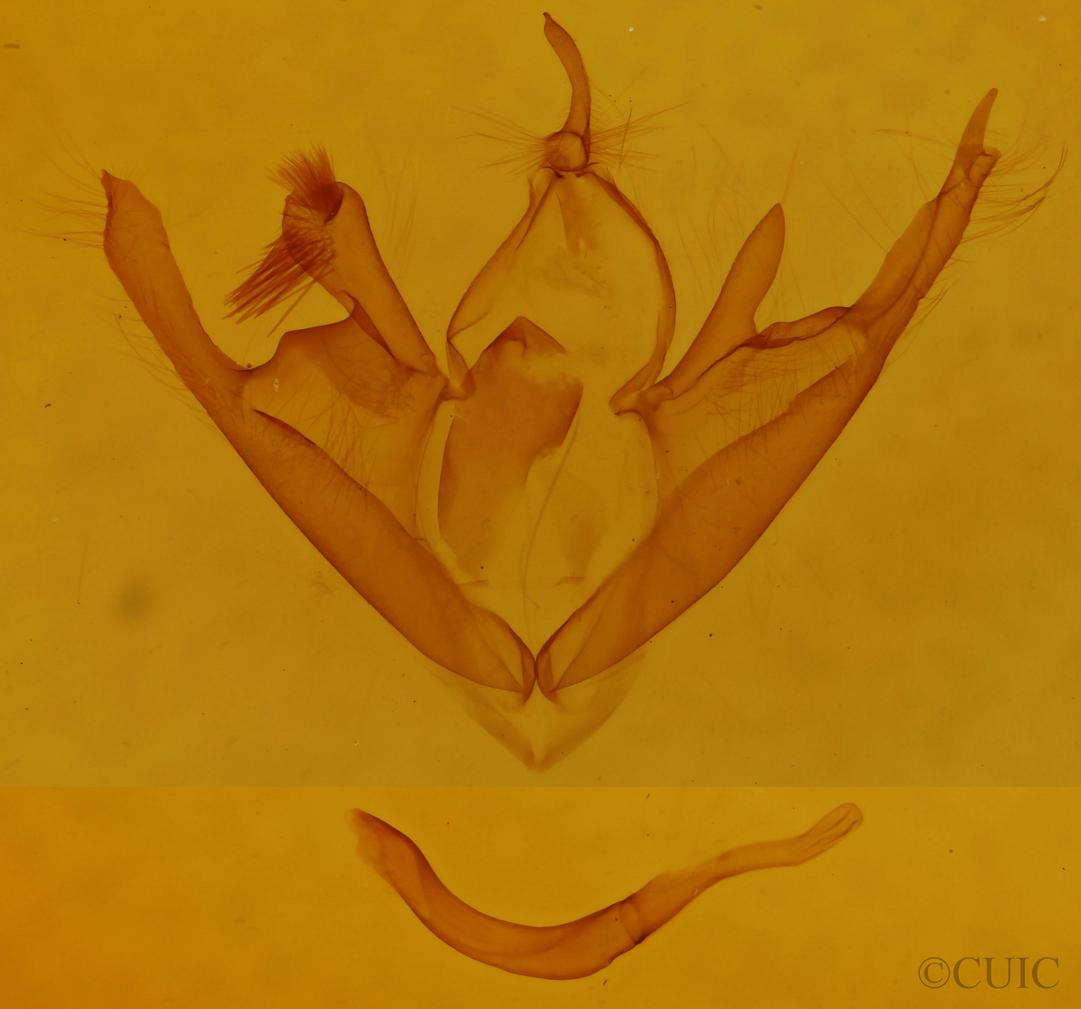 genitalia view of adult Zaleops umbrina