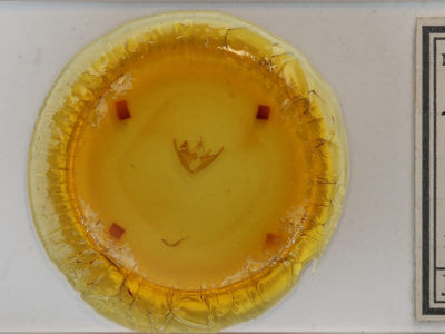 slide view of adult Zaleops umbrina