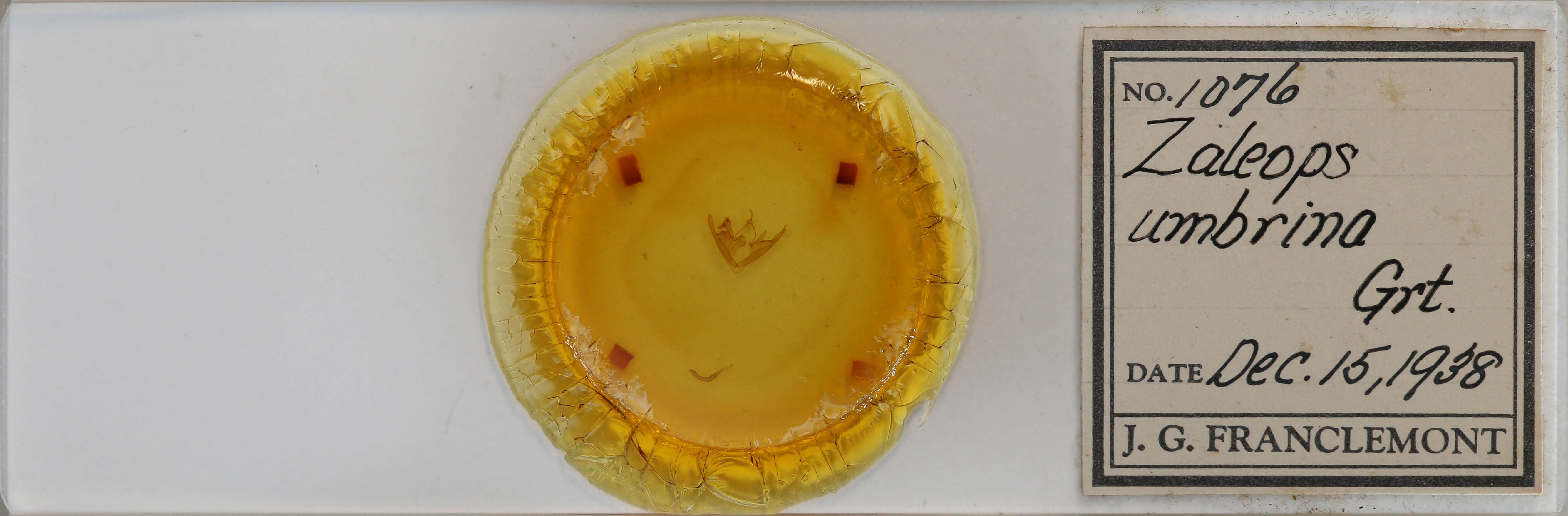 slide view of adult Zaleops umbrina