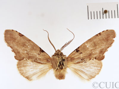 dorsal view of adult Dognina veltini