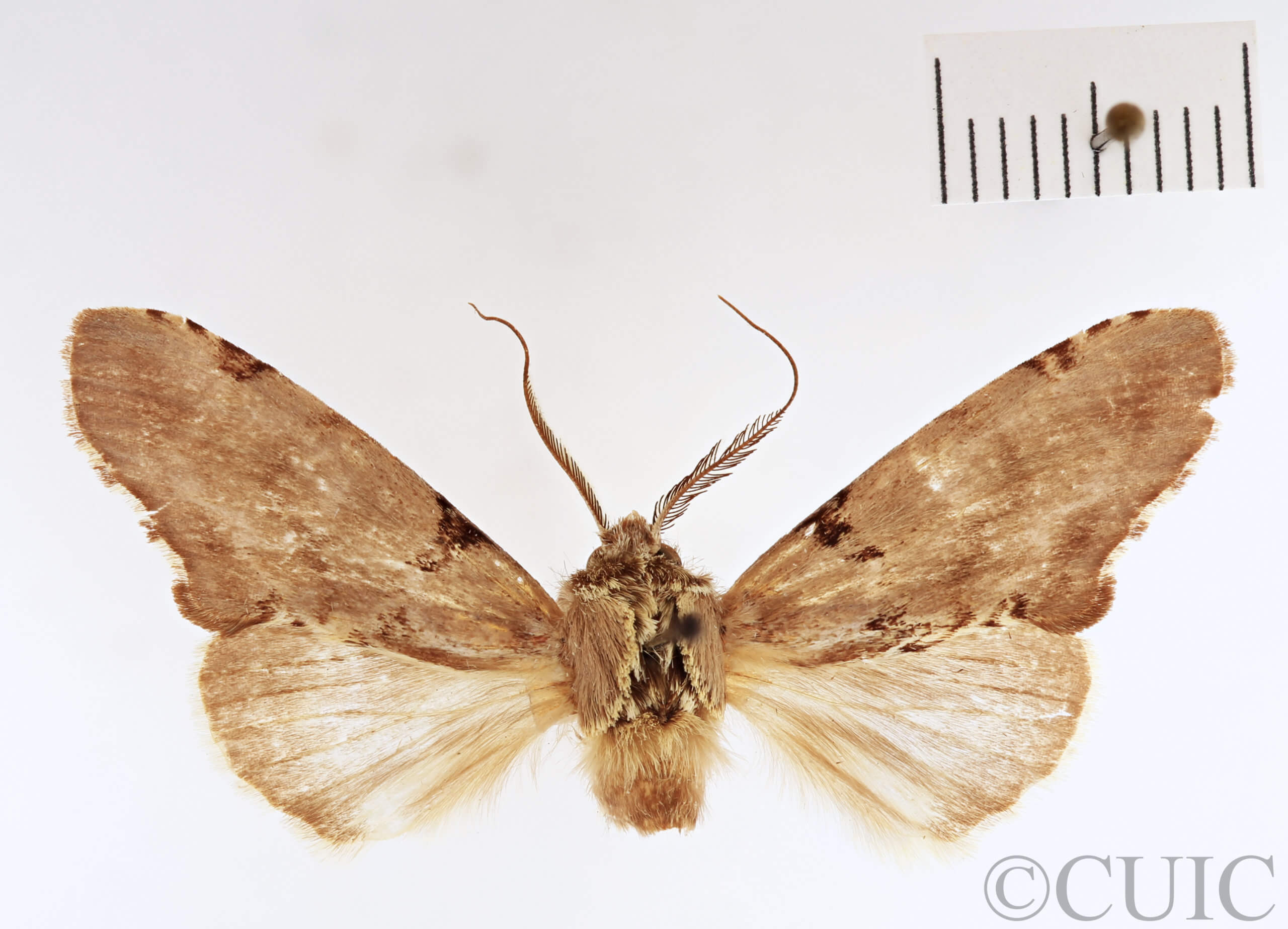 dorsal view of adult Dognina veltini