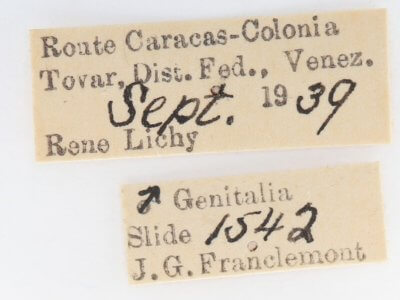 label view of adult Dognina veltini