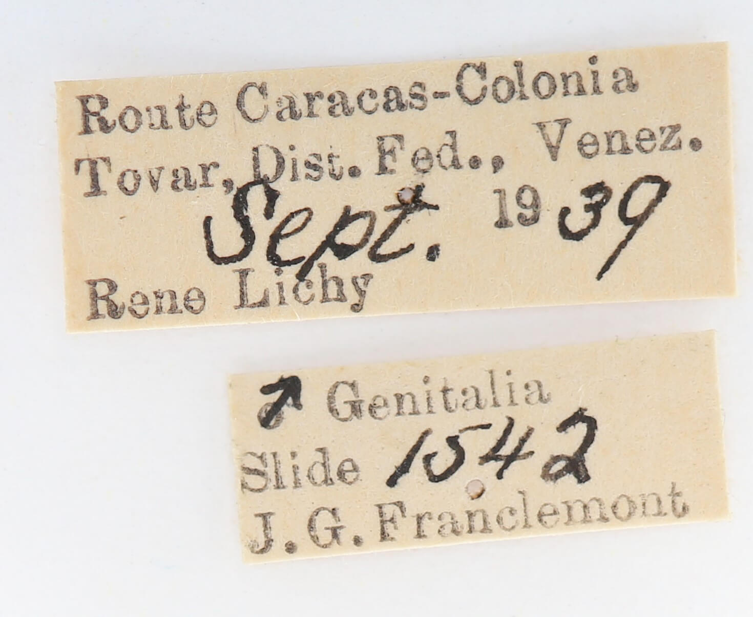 label view of adult Dognina veltini