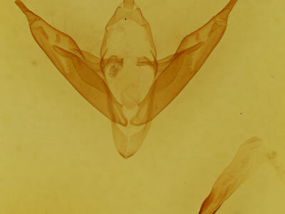 genitalia view of adult Abagrotis alternata