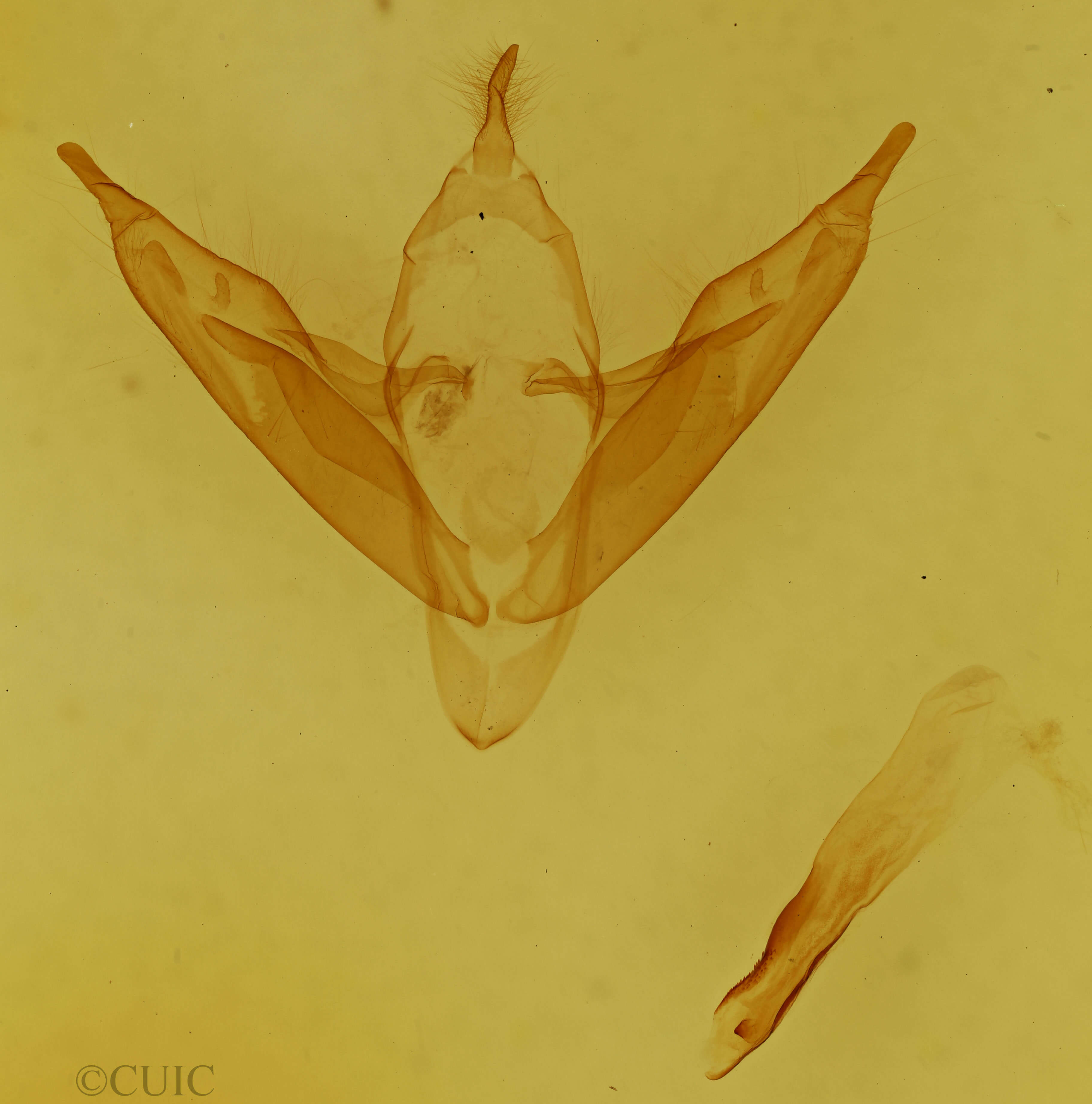 genitalia view of adult Abagrotis alternata