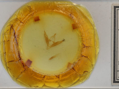 slide view of adult Abagrotis alternata