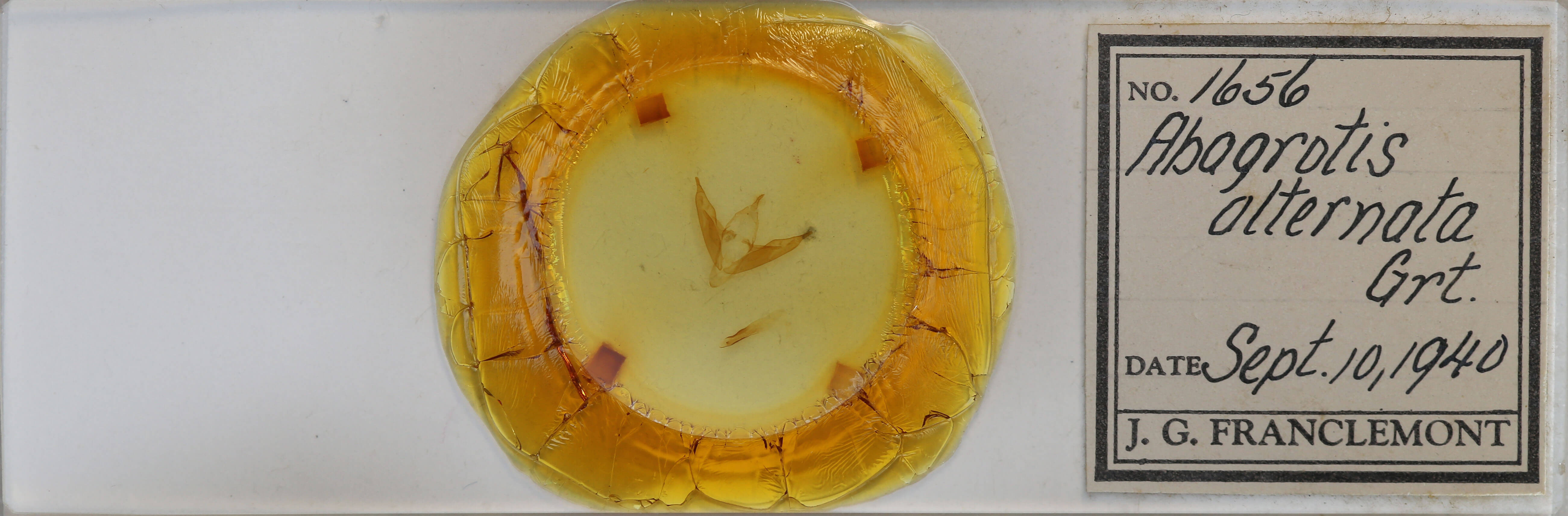 slide view of adult Abagrotis alternata