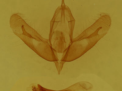 genitalia view of adult Acronicta albarufa