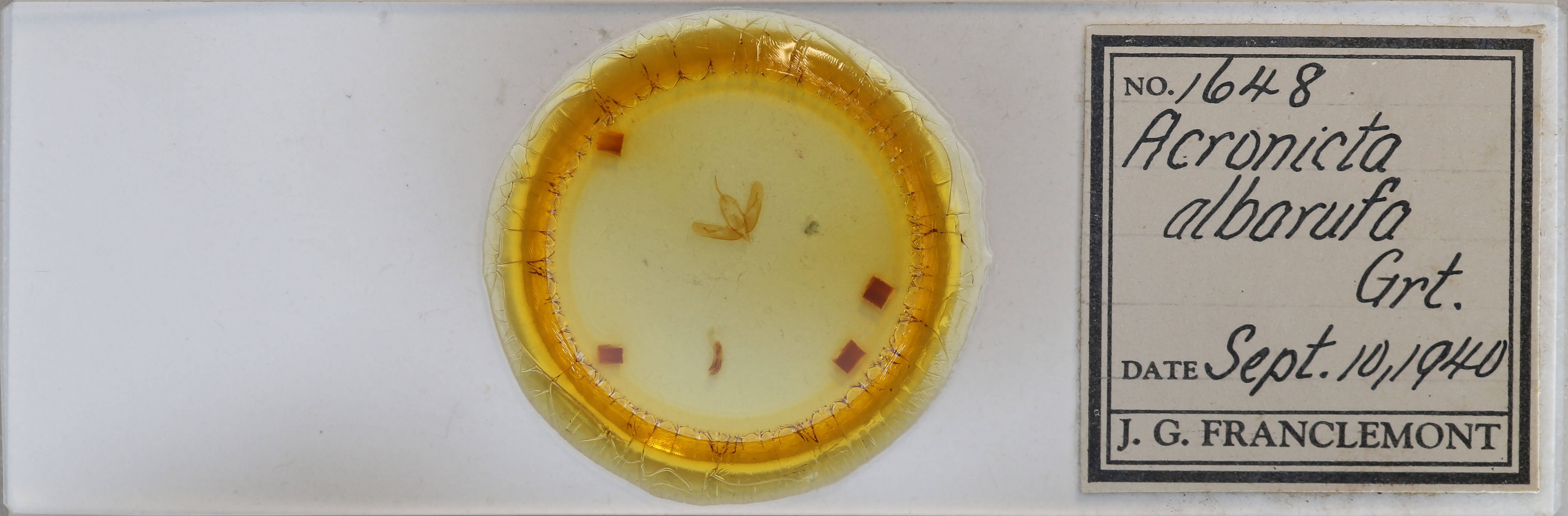 slide view of adult Acronicta albarufa