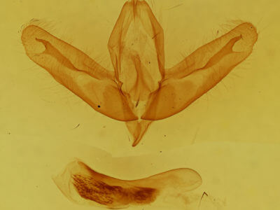 genitalia view of adult Acronicta haesitata