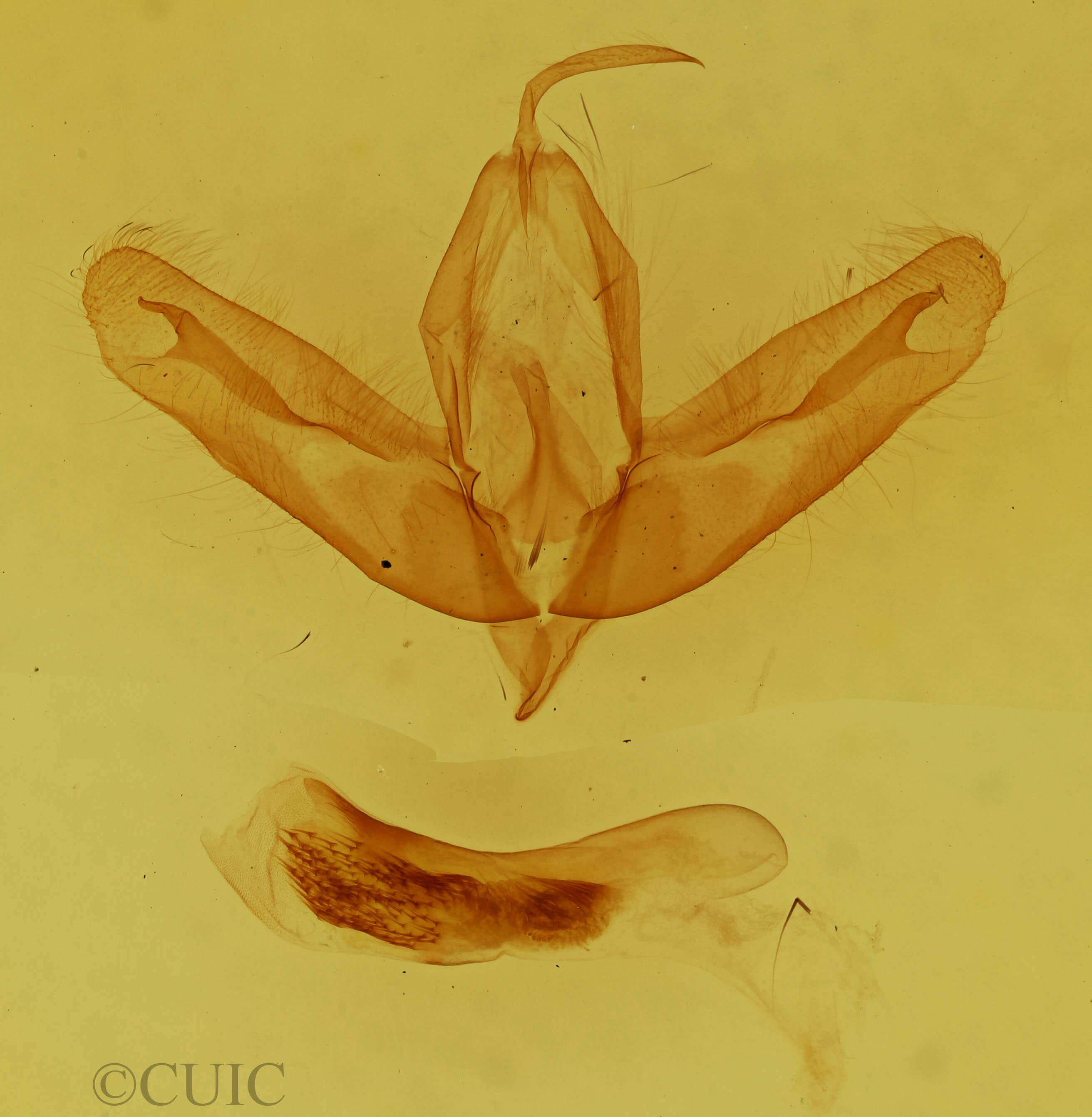genitalia view of adult Acronicta haesitata