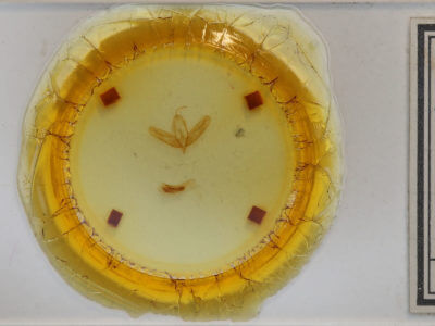 slide view of adult Acronicta haesitata