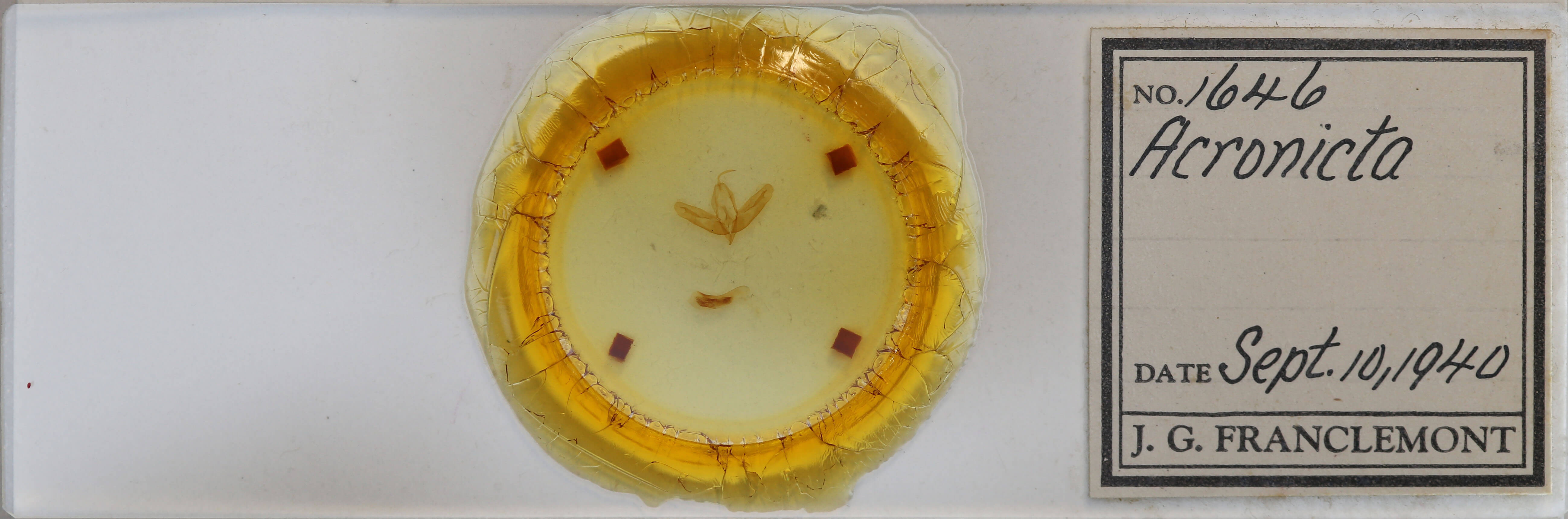 slide view of adult Acronicta haesitata