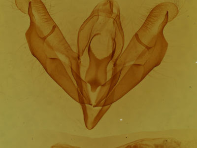 genitalia view of adult Acronicta lithospila
