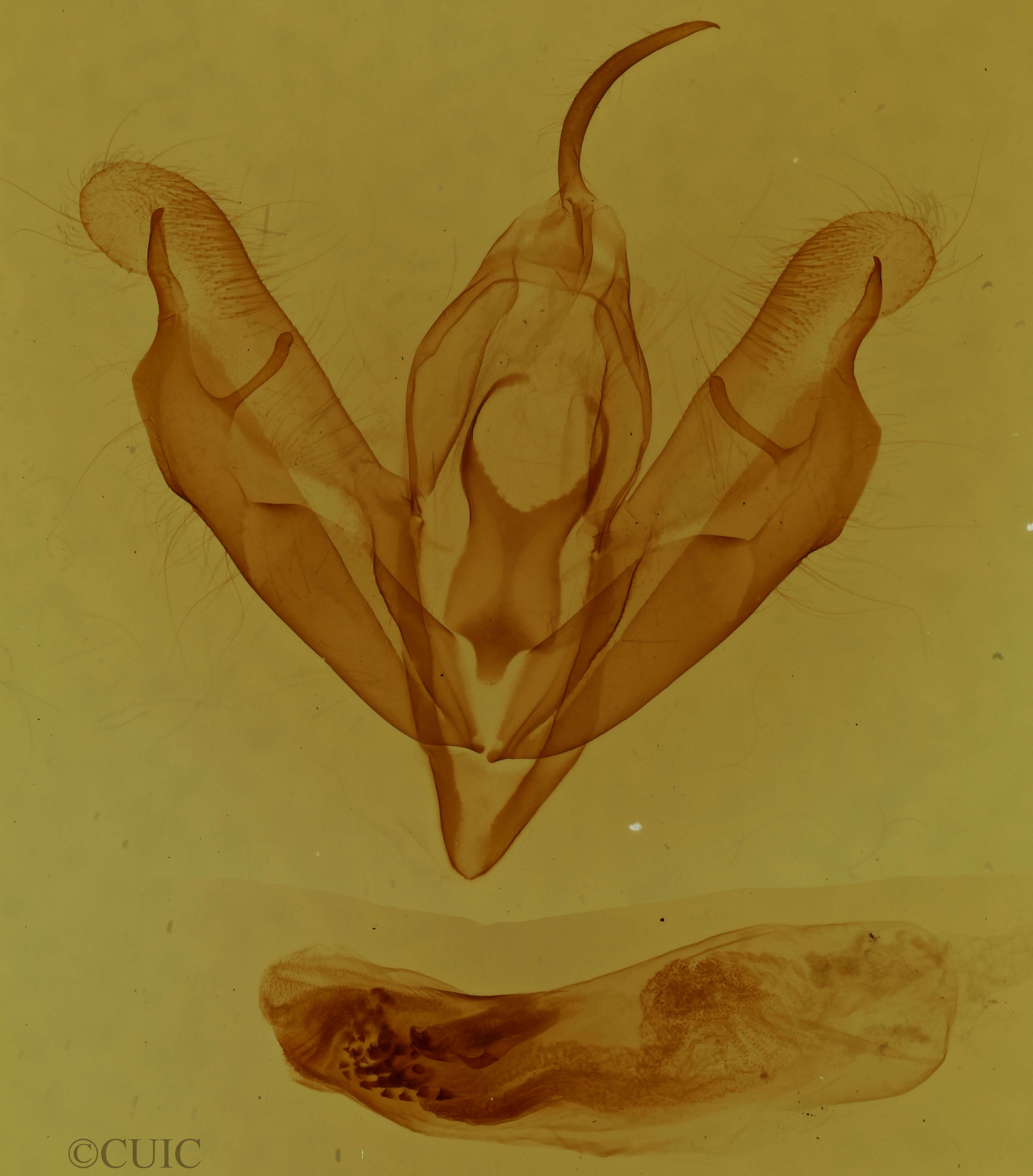 genitalia view of adult Acronicta lithospila