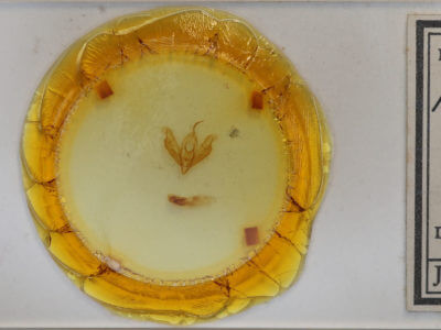 slide view of adult Acronicta lithospila