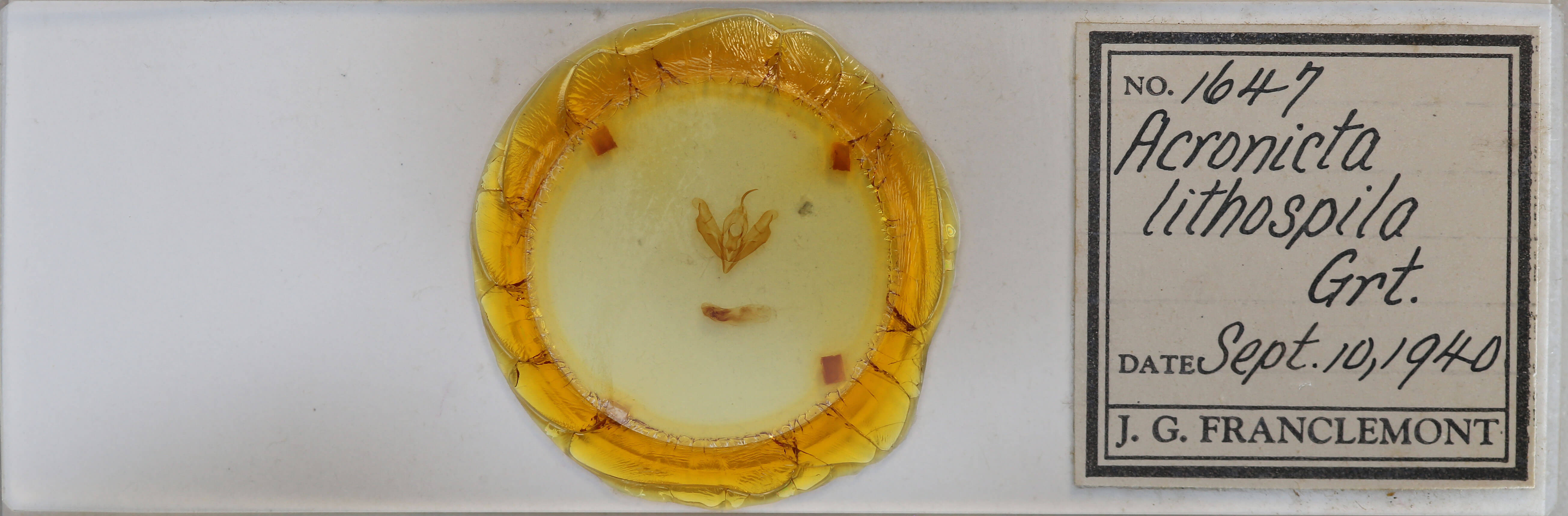 slide view of adult Acronicta lithospila
