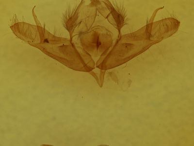 genitalia view of adult Acronicta oblinita