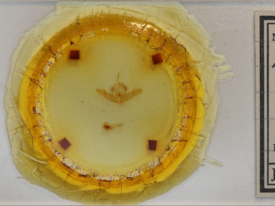 slide view of adult Acronicta oblinita